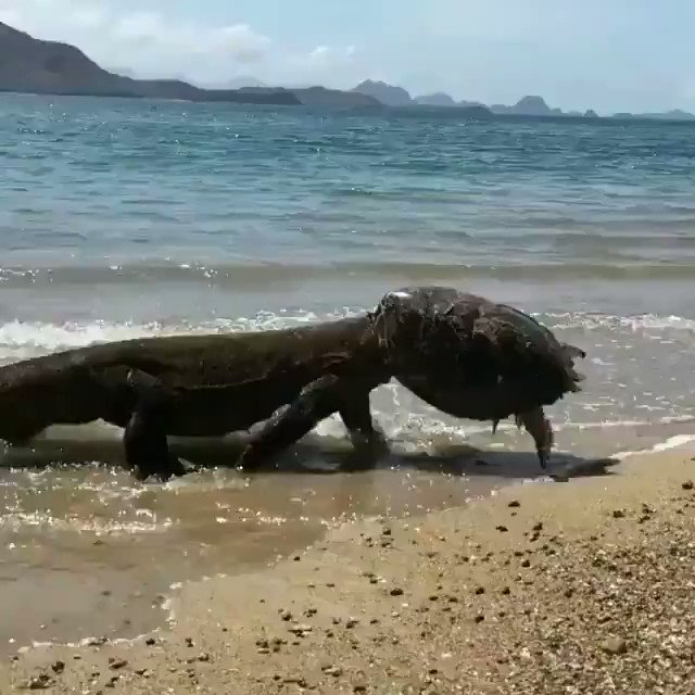 Fascinating on Twitter: "A komodo dragon ate a turtle and then wore it