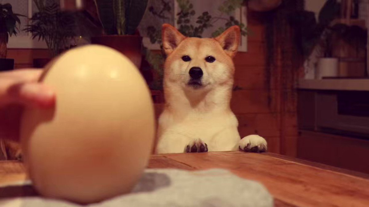 柴犬ぷんちゃんと手作り犬ごはん Pun M G Twitter