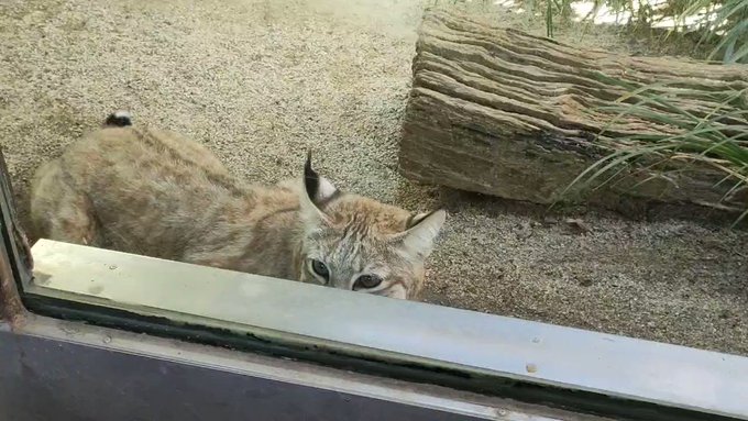 ボブキャット の評価や評判 感想など みんなの反応を1週間ごとにまとめて紹介 ついラン