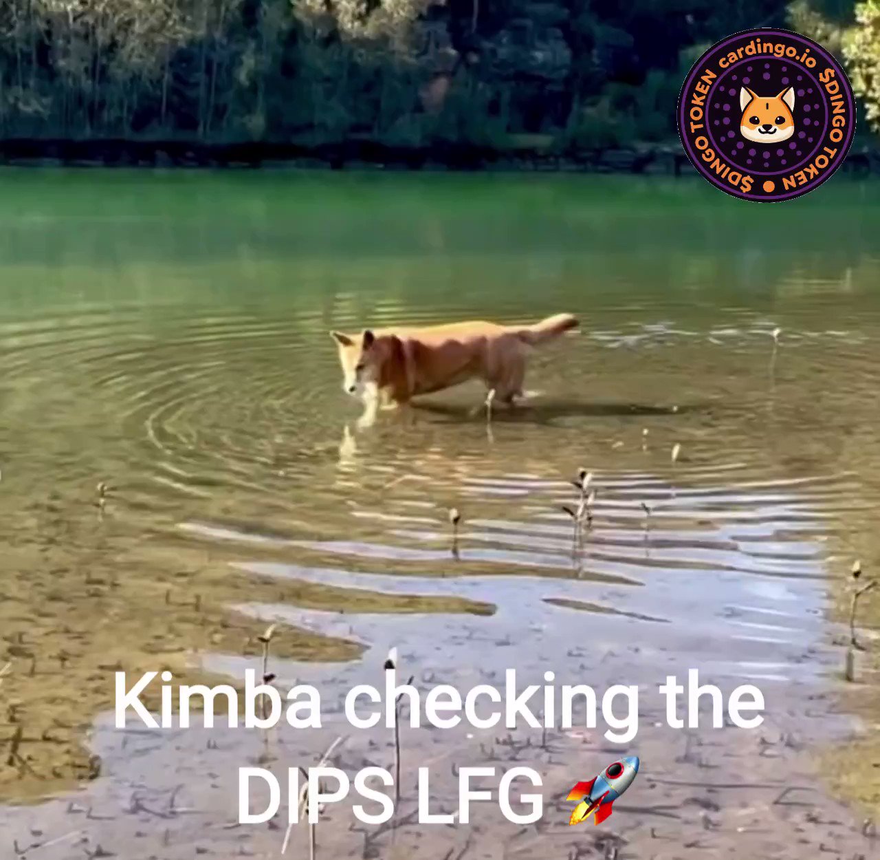 cardingo NFTs Dingo Token coming soon (cardingo_io) / Twitter