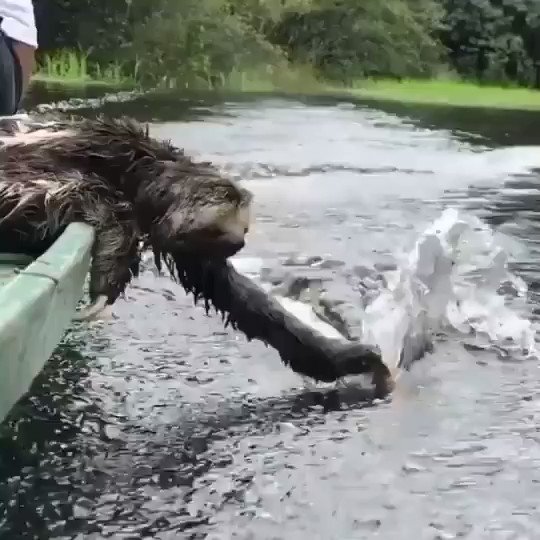 RT @fasc1nate: A sloth enjoying the ride.
https://t.co/NkhljKpXos