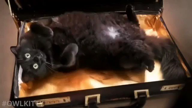 Bill Schulz (@BillSchulz) / Twitter