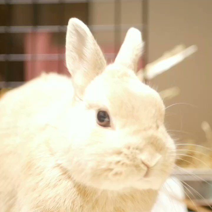 おやしみー🥱 #うさぎ #ひのきおやすみ #goodnight