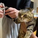 「もう好きにしてくれ・・」爪を切られることを諦めた猫の表情が最高すぎるw