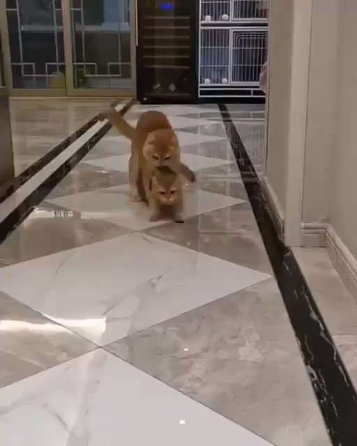 Cats Being Weird Little Guys On Twitter Ur In Big Trouble Https T Cats Being Weird Little Guys On Twitter Ur In Big Trouble Https T