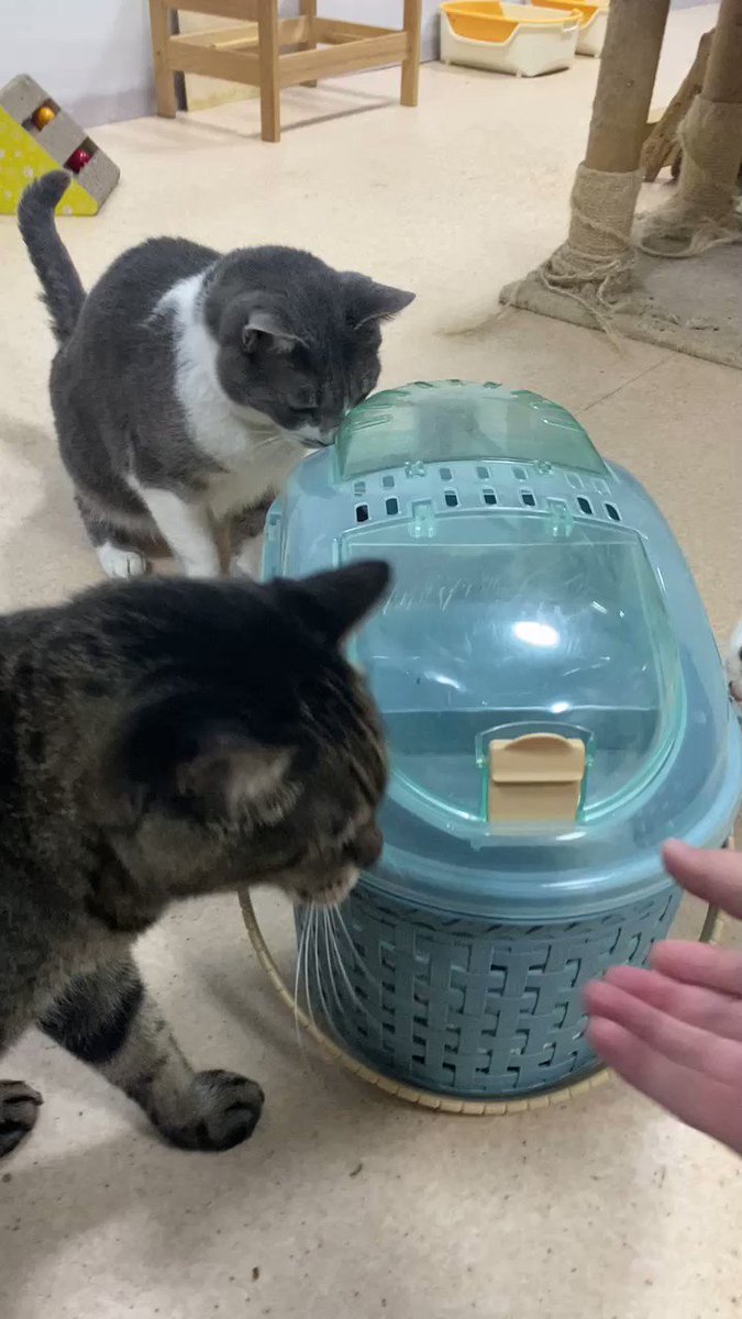 白猫三毛猫 (shiromikeneko@) / X