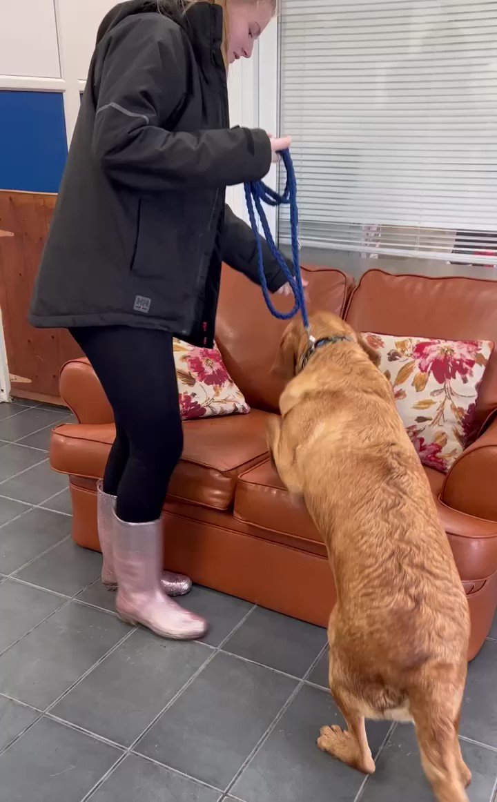 DSPCA on Twitter: DSPCA on Twitter: