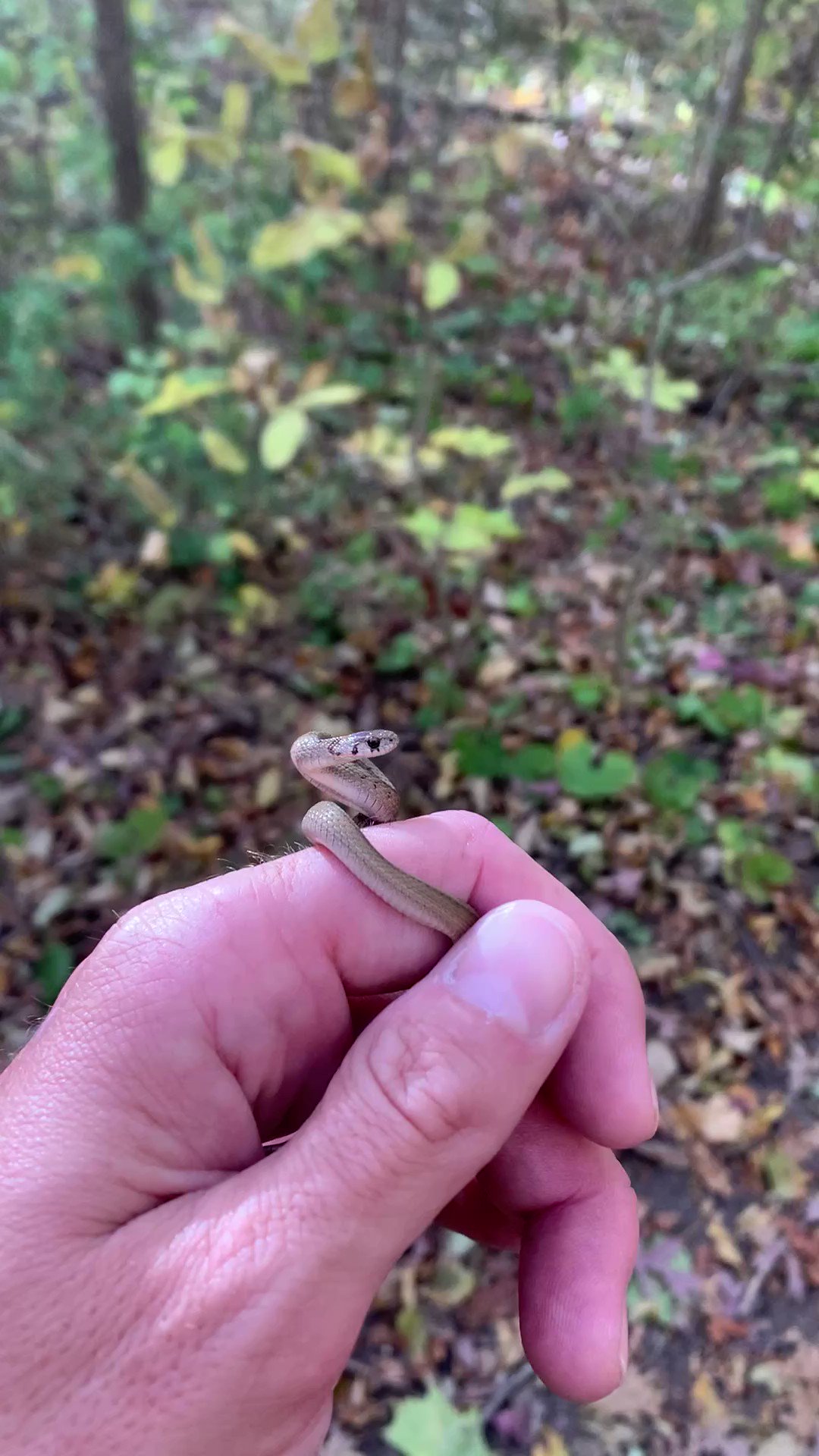 Ridley on Twitter "Caught a snake on Saturday and it was a little