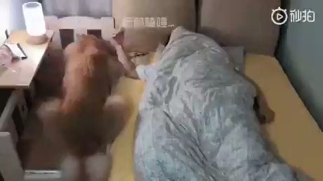 飼い主様がいない！？沿い寝がしたいワンコVS暑苦しくて離れたい飼い主の攻防が可愛すぎるｗｗ