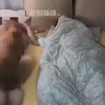 飼い主様がいない!？沿い寝がしたいワンコVS暑苦しくて離れたい飼い主の攻防が可愛すぎるw