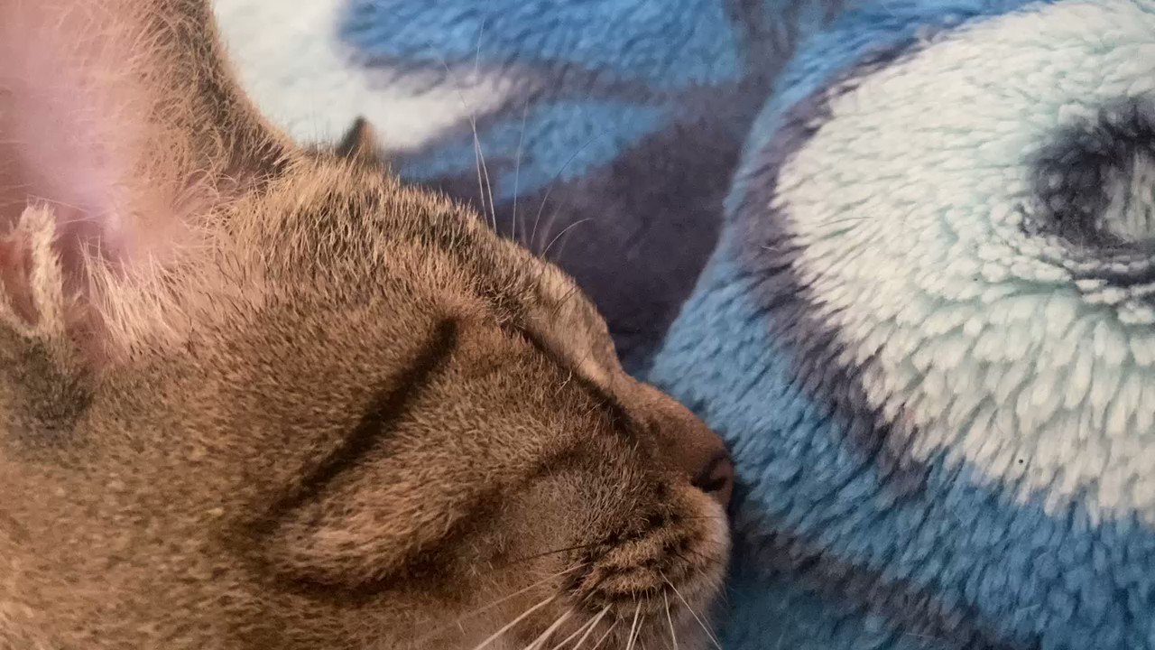 猫のいびき Twitter Search Twitter