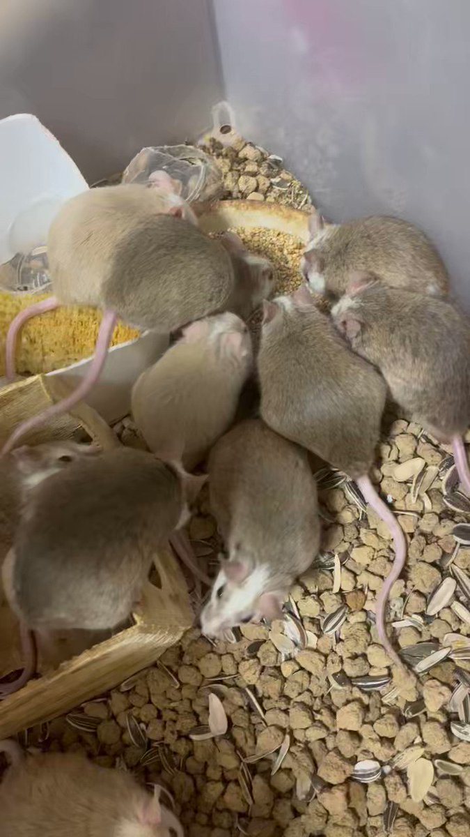 みいさん！ページ　ラット33匹ヤワゲ10匹オマケ付き The rat breeding farm has begun operations - YouTube