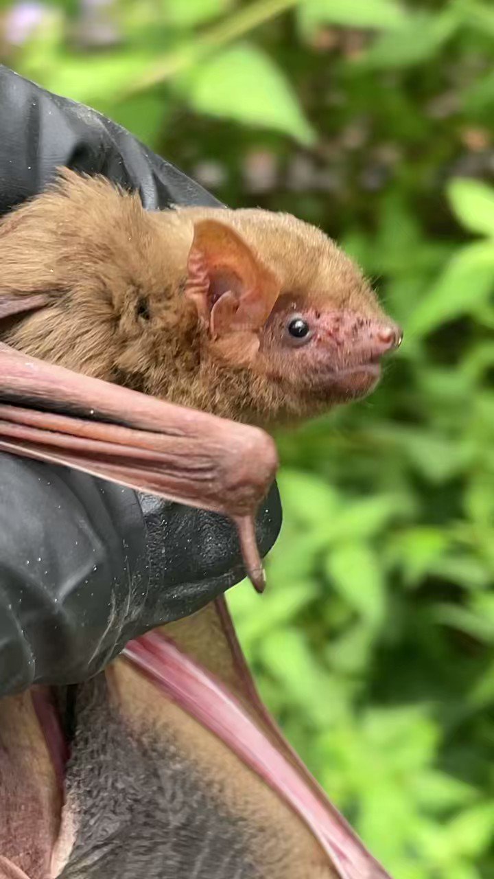 Austin Bat Refuge (AustinBatRefuge) / Twitter