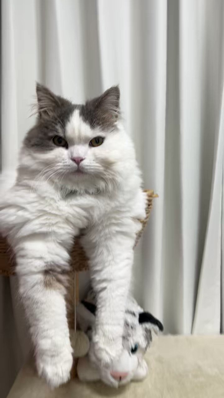 水無月 on Twitter "matsutake_cat おすし、もう、まちゅより大きい？" / Twitter