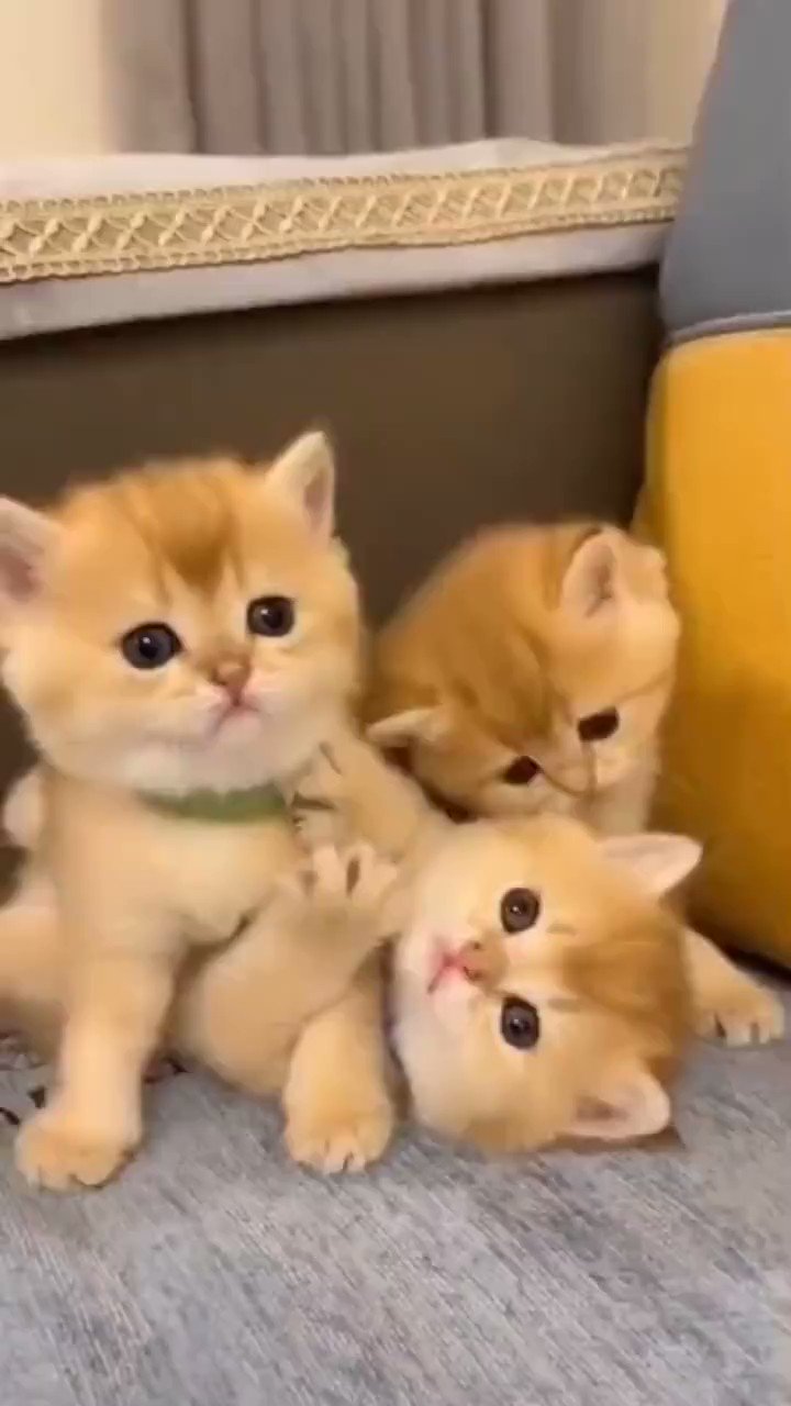 猫しか勝たん on X: 