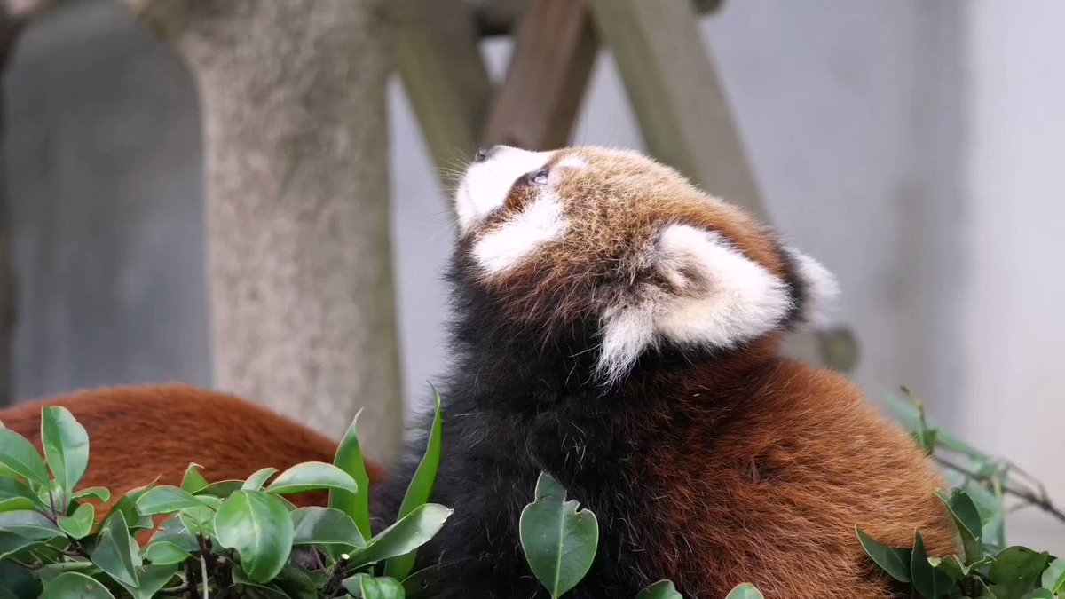 レッサーパンダ ショルダーバッグ バッグ | www.vinoflix.com