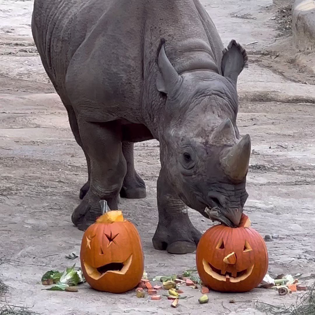 Cincinnati Zoo on Twitter: "Black rhinos Seyia and Ajani Joe had to get