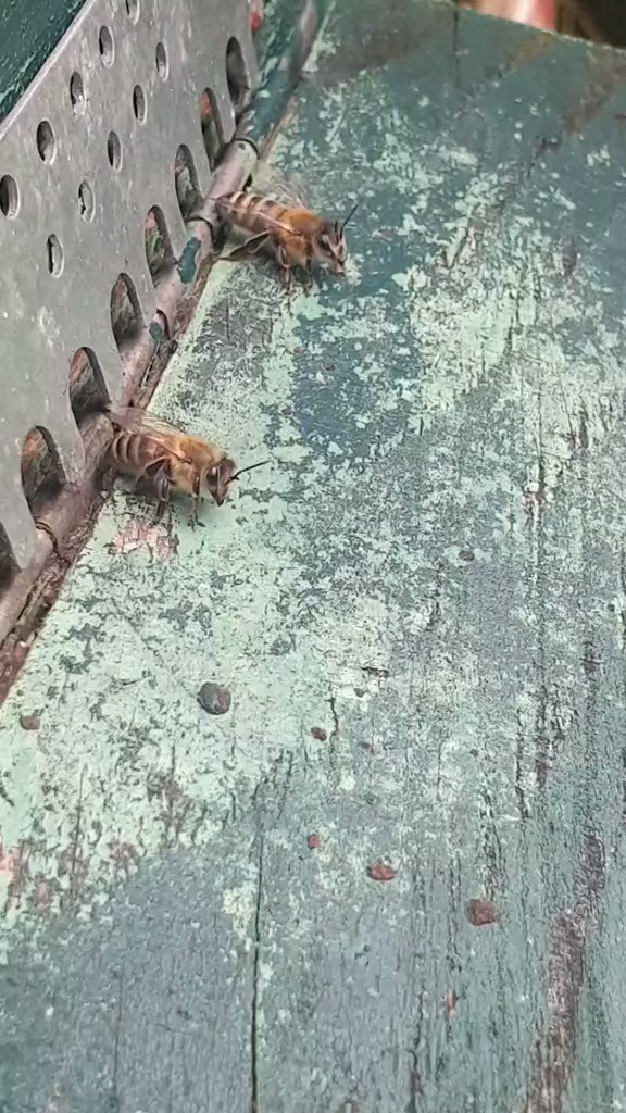 Science girl on Twitter "Guard bees protecting the hive entrance from