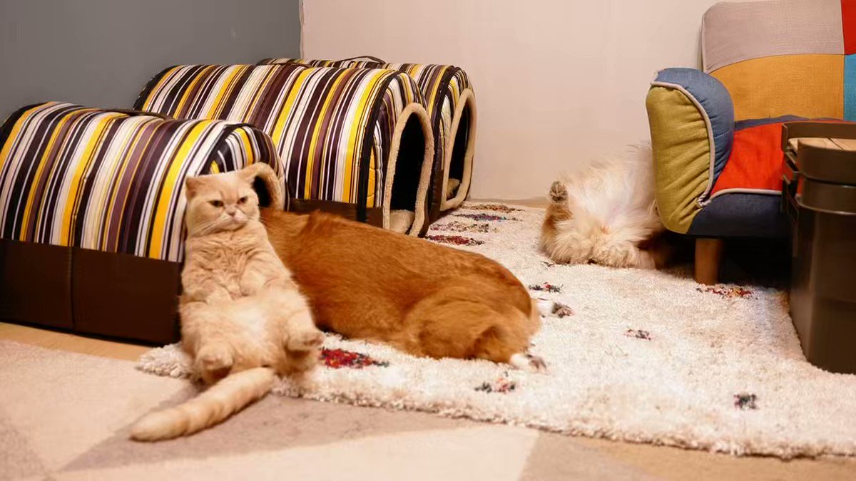 猫ちゃん&無言引取 モカちゃんの卒業ヽ( *´ω`* )/ - 猫にまみれて和気愛愛