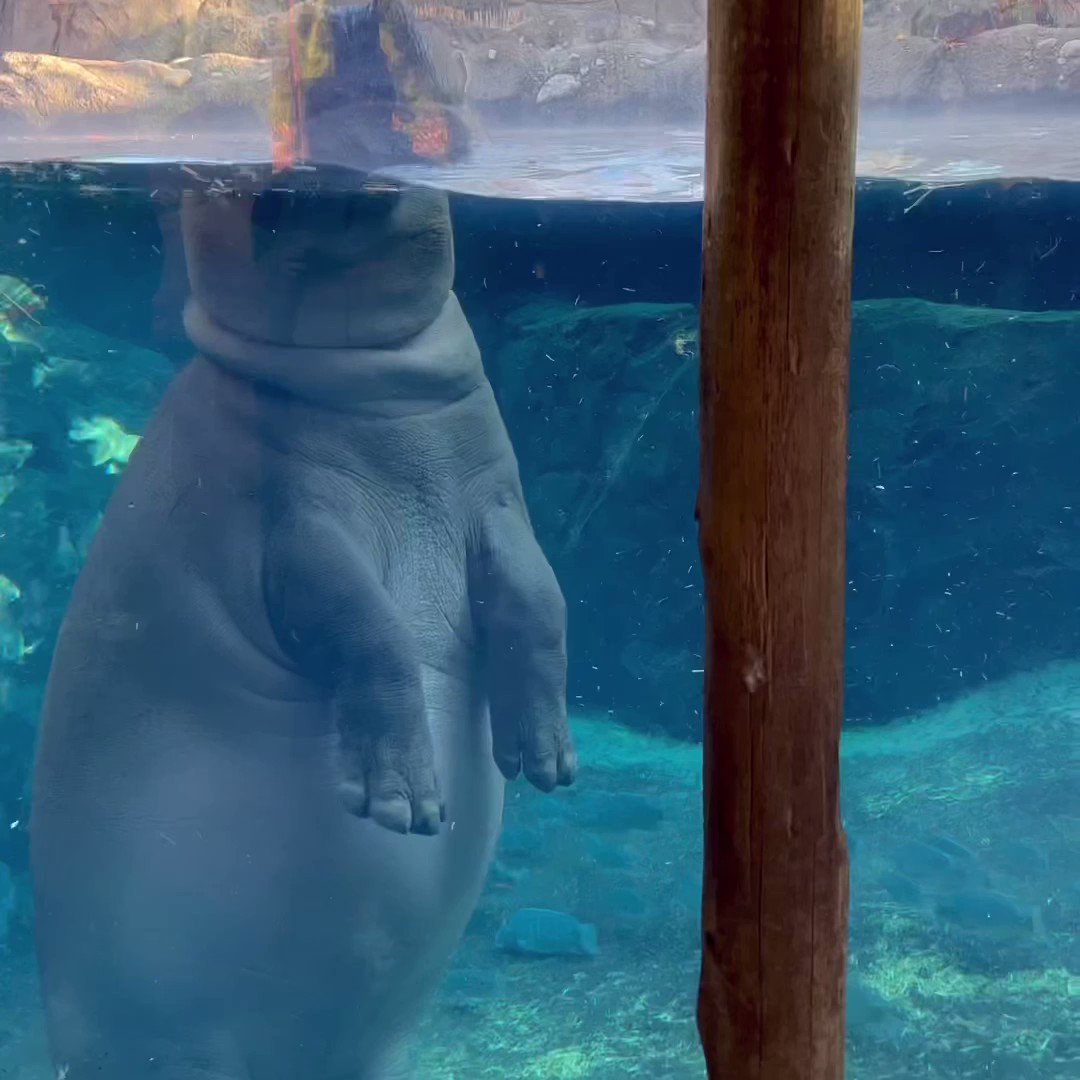Cincinnati zoo on twitter silly fiona watch as fiona walks over to