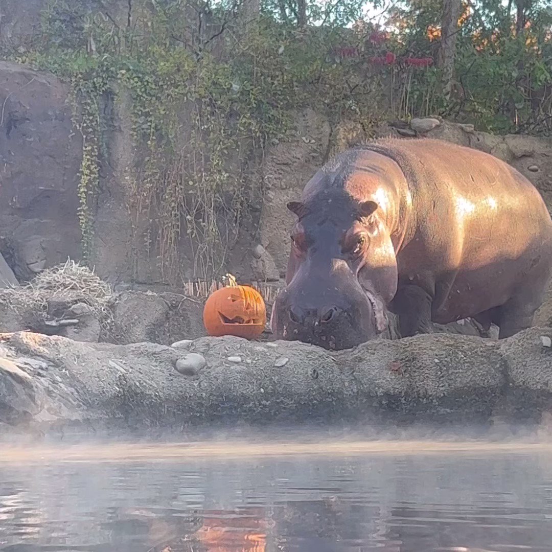 Cincinnati Zoo on Twitter "October 29 & 30 are the final days of