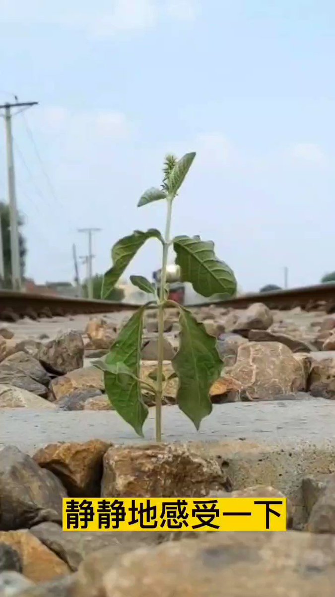 小草的处境跟我们所处的这个时代一样，周围的一切都冰冷坚硬，我们只能选择顽强地挺住，等待这一切过去。

别说小草是人为摆在这里的，你又何尝不是被人摆布的？