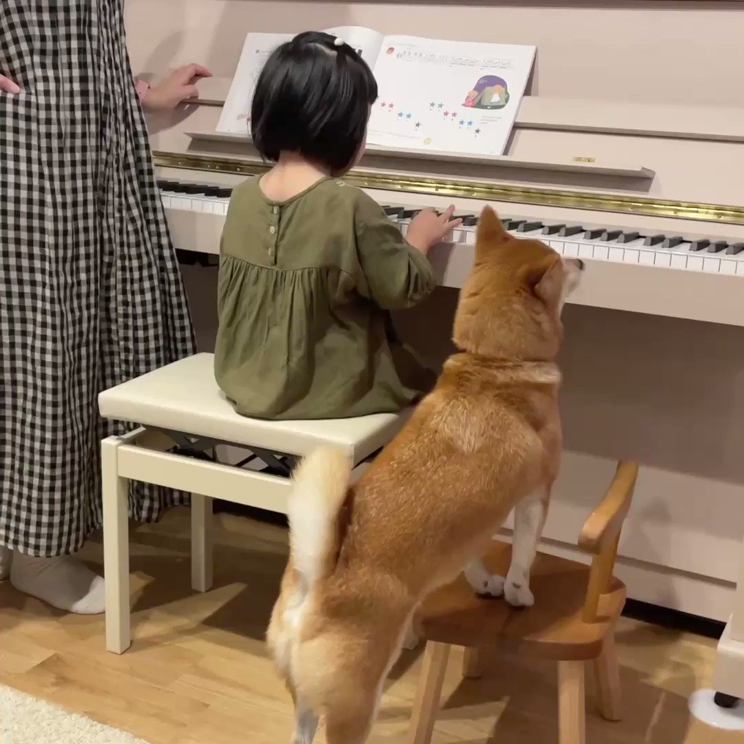 柴犬りんご郎 Ringoro119 Twitter