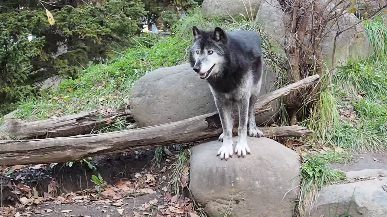 Amazon.co.jp: Asahiyama Zoo Wolf Forest Completion