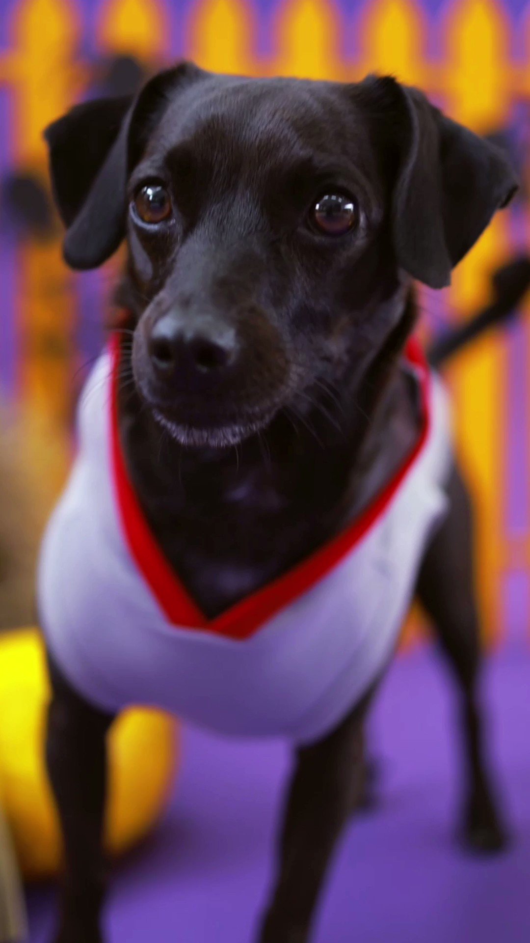pet supermarket hours new year's day