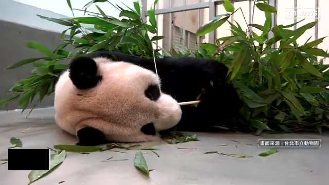 已派出了2位專家，抵達 赴台北市立動物園，幫 團團緊急治療中！🐼 【曾當「圓仔」奶爸！中國專家探視團團 園方：牠很爭氣】 https://t.co/ISlzFX6SGK