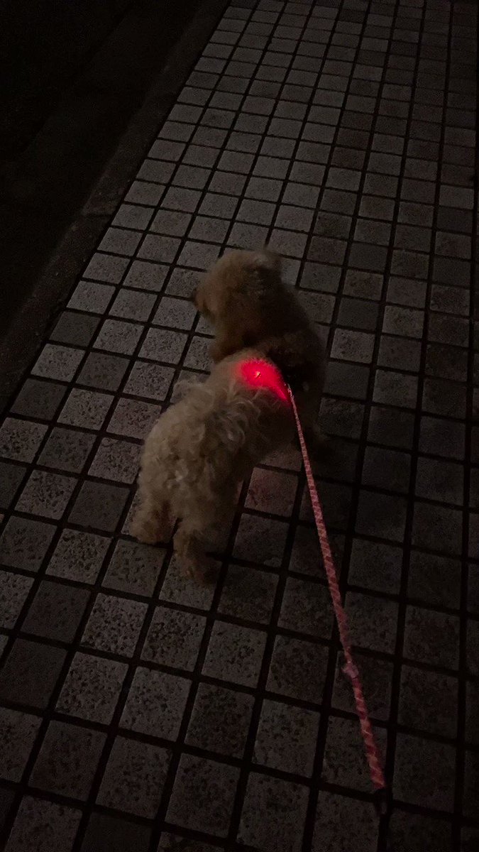 爆発寸前の犬！？wwwゲーミング首輪が壊れてしまって大変な事にwww