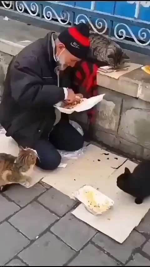 DAMLA on X: "Çocuktan tebessümü, Kediden huzuru, Köpekten dostluğu öğrendim..! İnsanı anlamak haddimi aştı..❤ https://t.co/H4WAoTnqik" / X