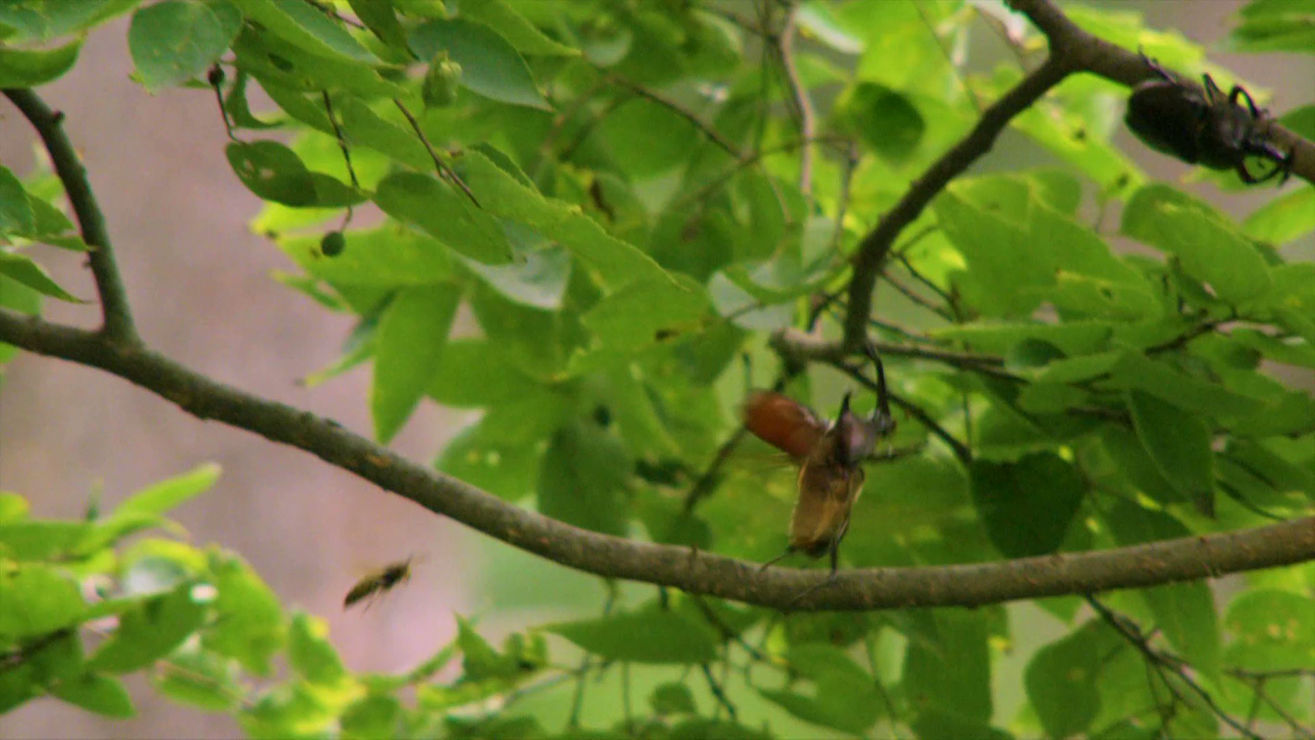 Tierzoo On Twitter Wasp Utterly Failing To Mess With This Absolute Tierzoo On Twitter Wasp Utterly Failing To Mess With This Absolute