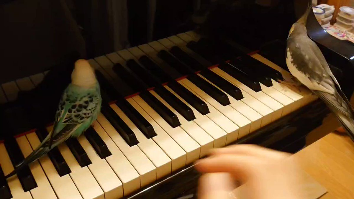 ピアノが気に入った鳥達
