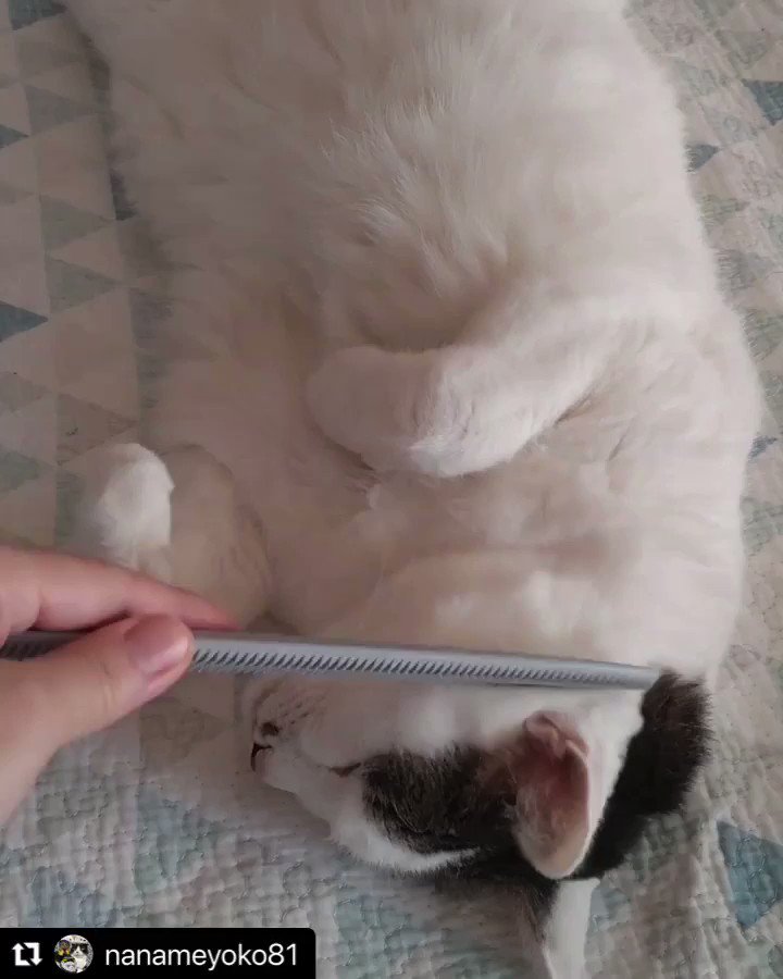 数量は多い ワタオカ ねこじゃすり グレイッシュピンク i9tmg.com.br