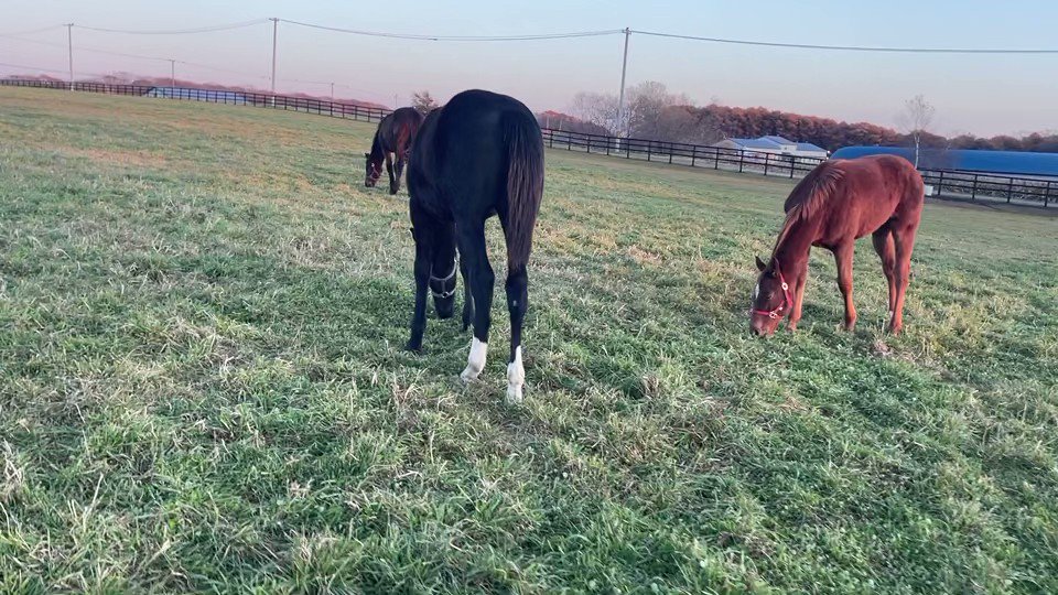 トーキーは個人的にラインオブフェイト、ブルーローズシップ、シエルブルーとともに当時期待していた馬のうちの1頭。

https://t.co/NJ8W4O3Crd

産駒の募集、楽しみです🤤 