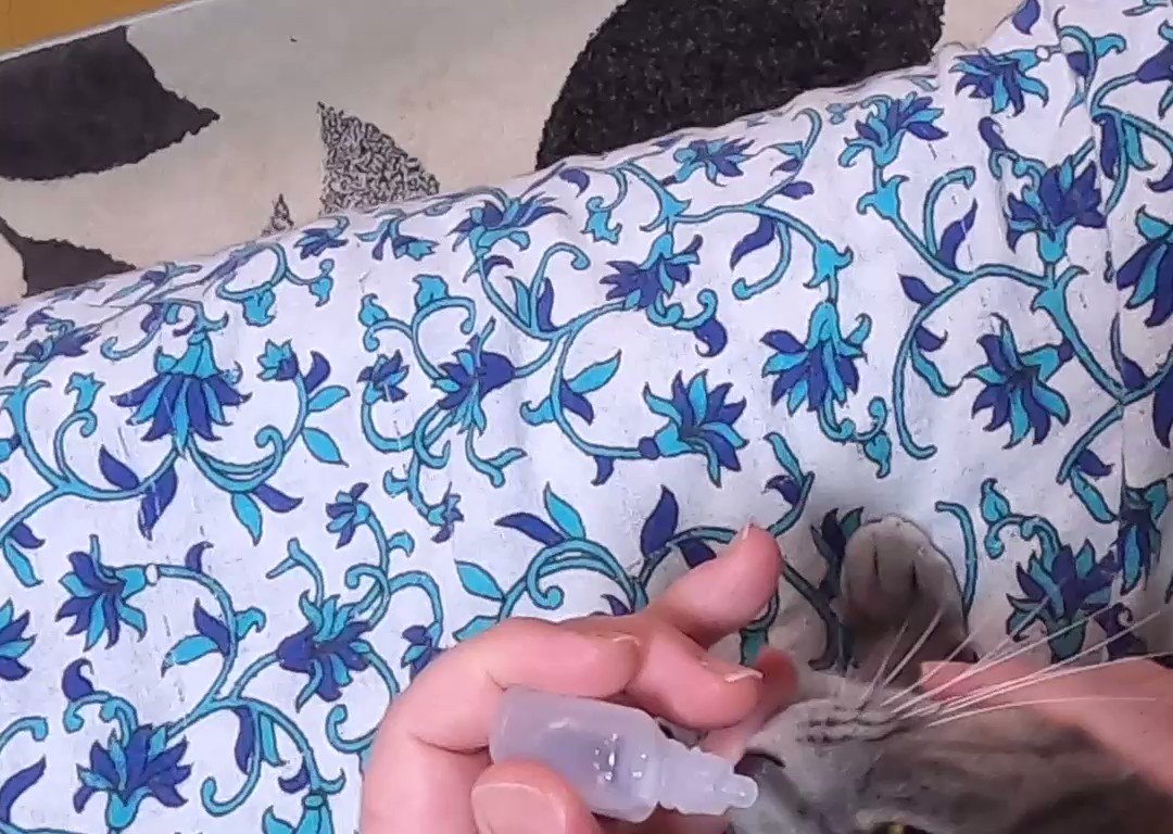 猫のうめともみじ on Twitter "How to apply eye drops on a cat. https//t.co