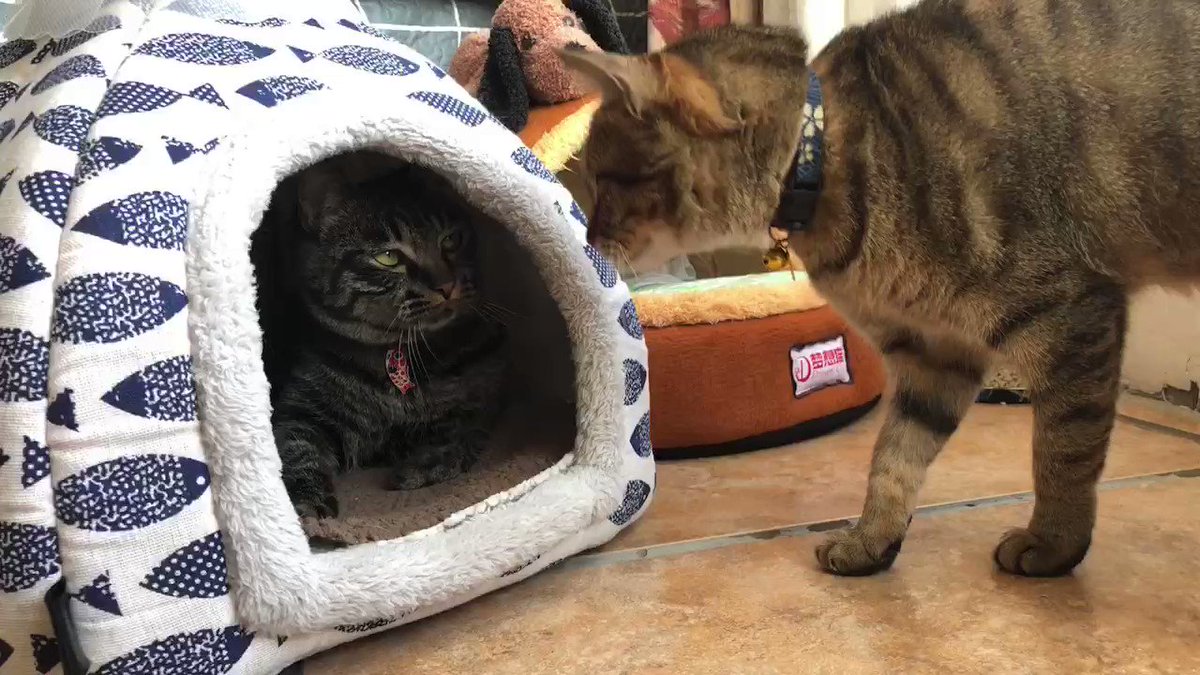 確認用☆ねこさんとお魚のほねリボン ヘアゴム☆プチジャム、サニー
