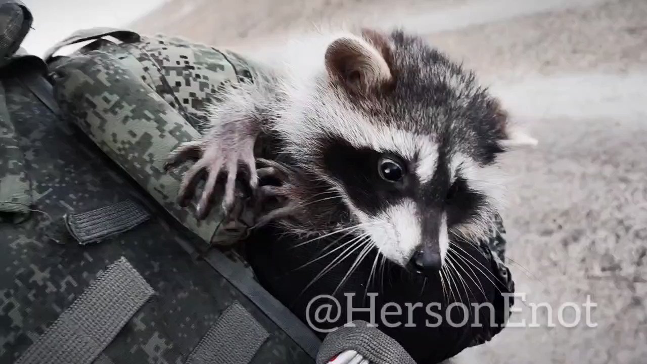 Боевой енот