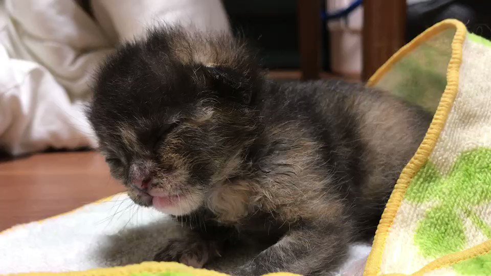 楽天市場】ワイルドキャット 小 KOSEN ケーセン 29cm Peppi