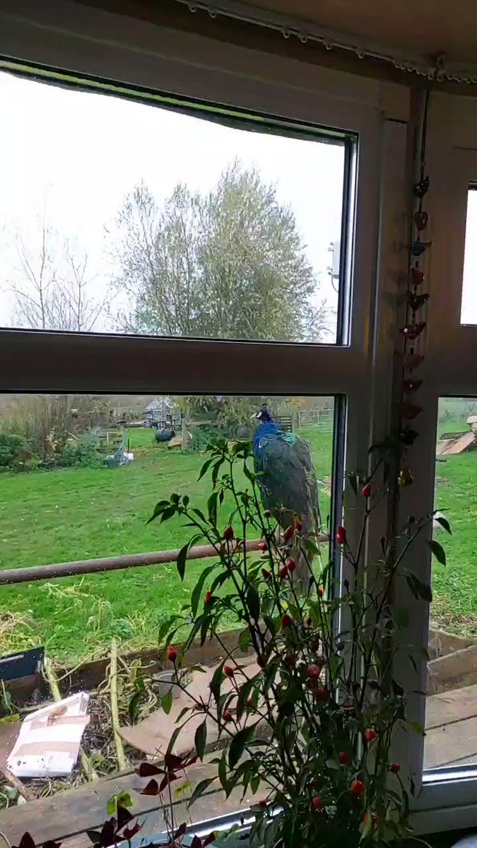 Ever get the feeling you're being watched? #RemoteWork #FarmLife 

[Alt text: outside the window there perches a peacock whose beady eye stares intently into the house] https://t.co/7CROQjBbL9