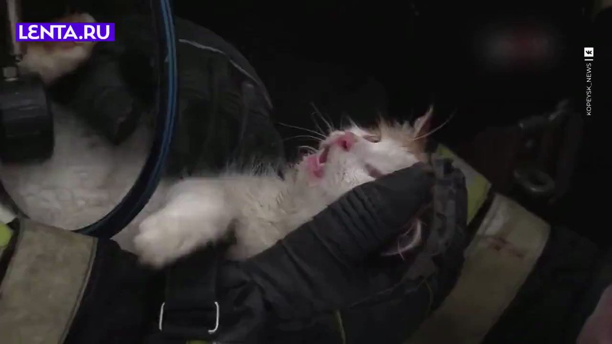 Сгоревший кот. Русский американский кот на пожаре. кота вынесли на ветер. кот огонь нейросеть.