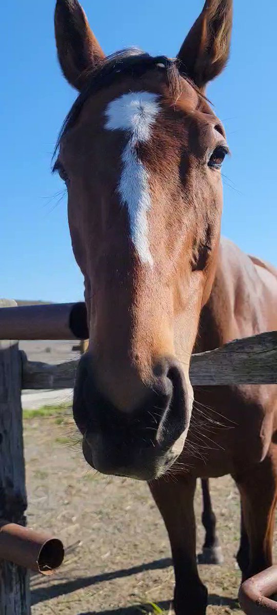 🐴#引退馬協会
🐴#再就職支援プログラム

🥕好きになったつばめちゃん😋
#ニットウイロンデル 