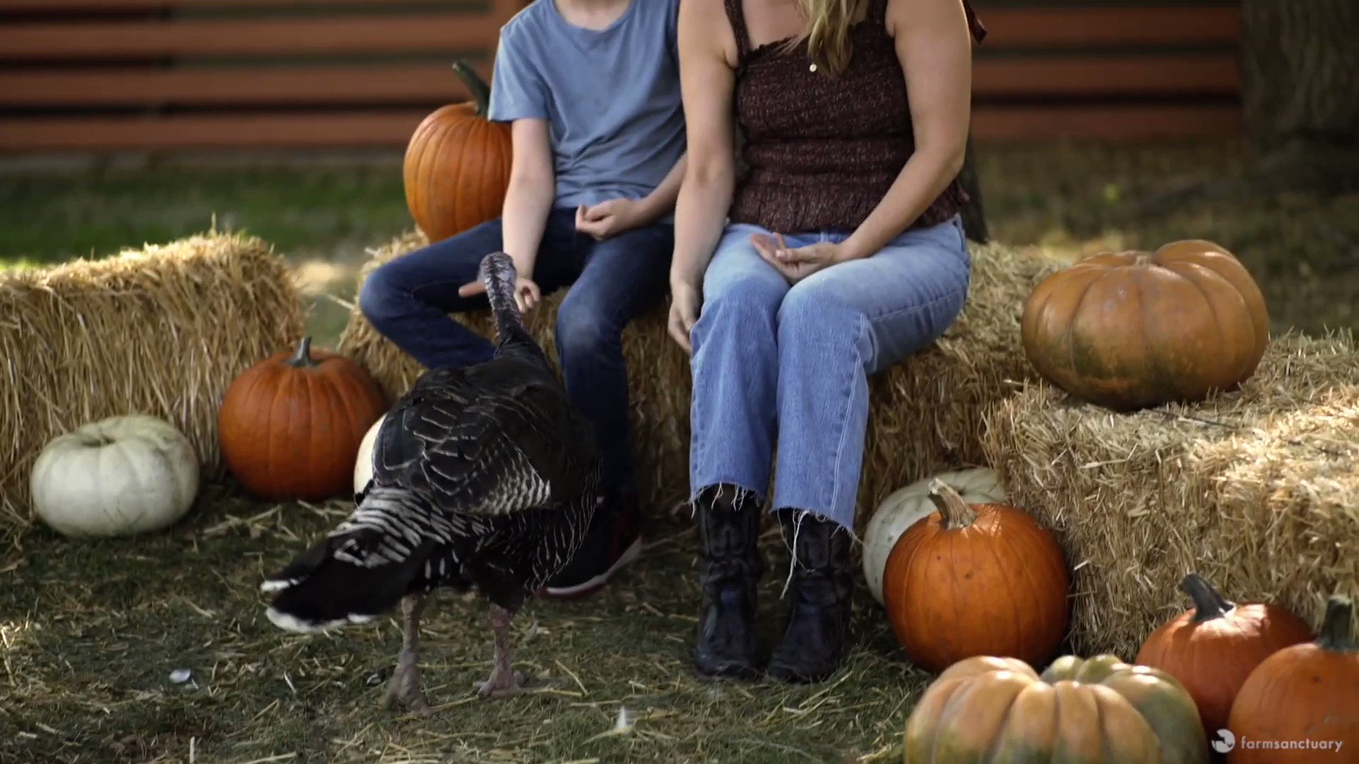 Shocking thanksgiving facts