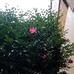 ツイートに含まれる画像