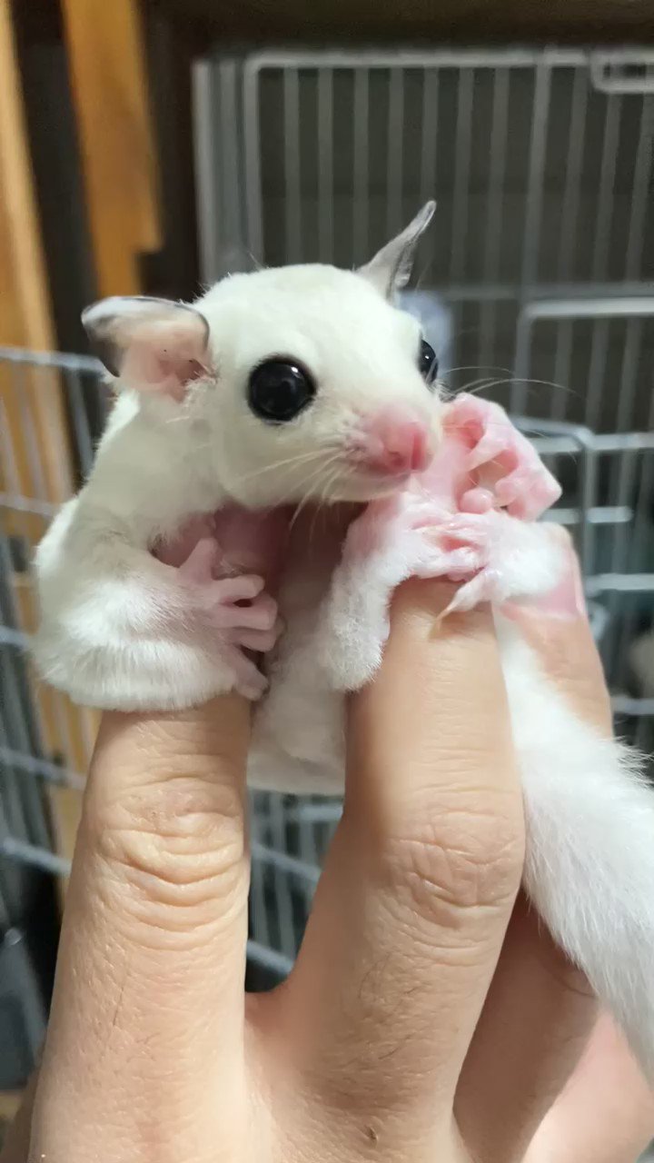 モモンガハウス（猫柄・ピンク）ボアピンク ポーチ 2000円 【公式通販】