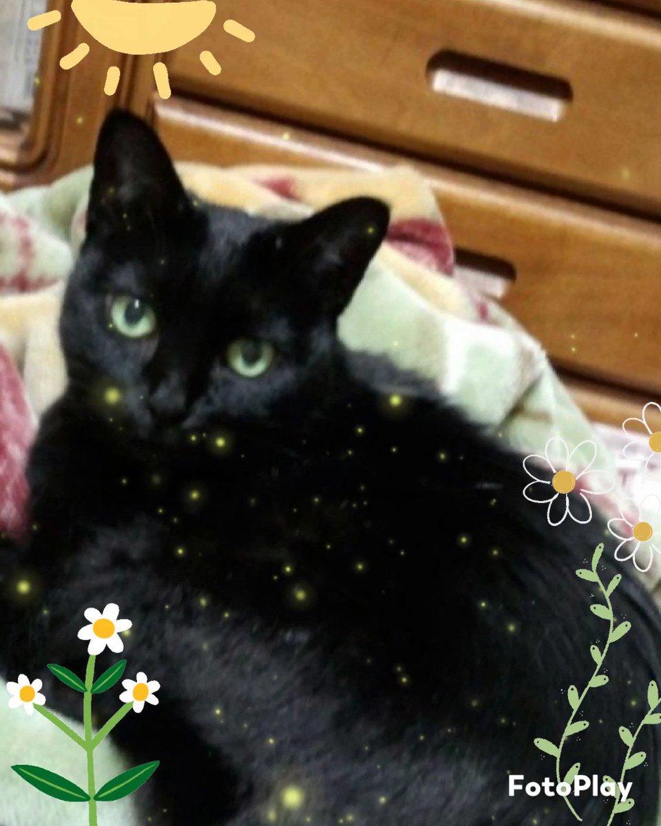 10%OFF 黒猫Ki Ki様専用 tdh-latinoamerica.de