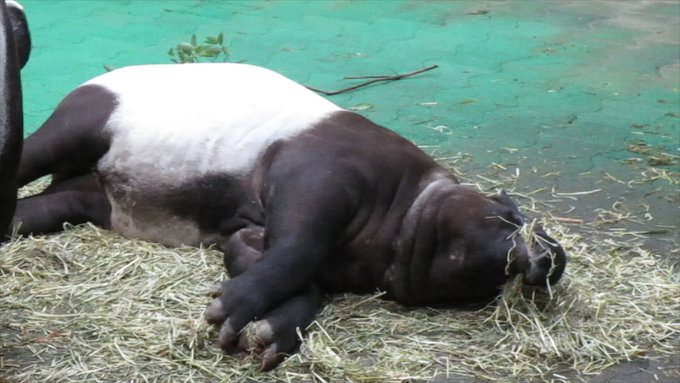 多摩動物公園 の評価や評判 感想など みんなの反応を1日ごとにまとめて紹介 ついラン