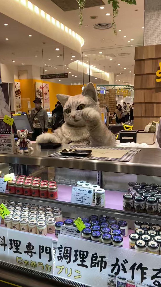 タグ 猫のレジ打ち の注目ツイート メガとんトラック