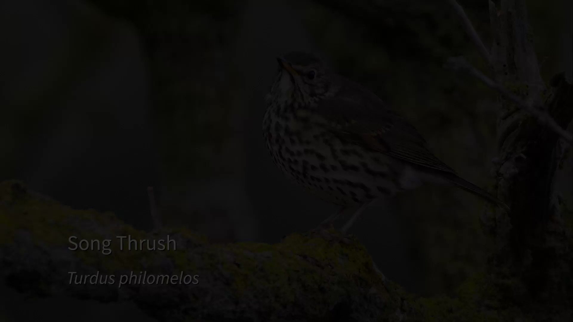 @soundapproachuk on Twitter: "Plastic song of a Song Thrush (Turdus ...